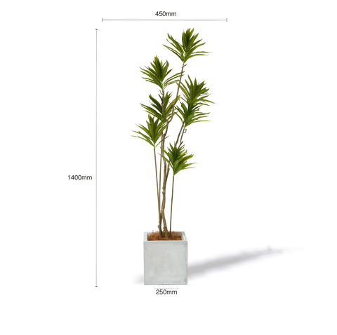 Faux Small Dracaena Tree