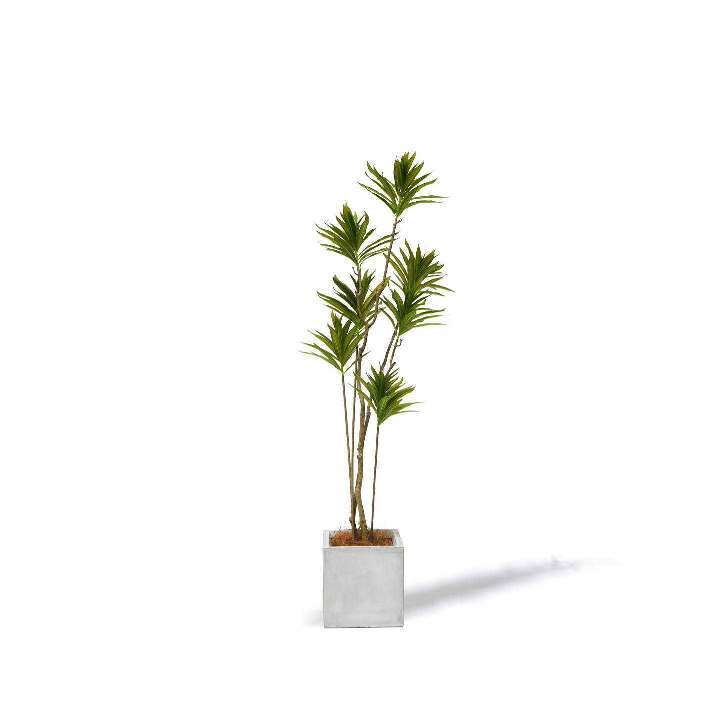 Faux Small Dracaena Tree