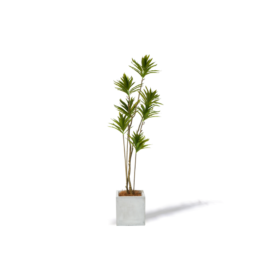 Faux Small Dracaena Tree