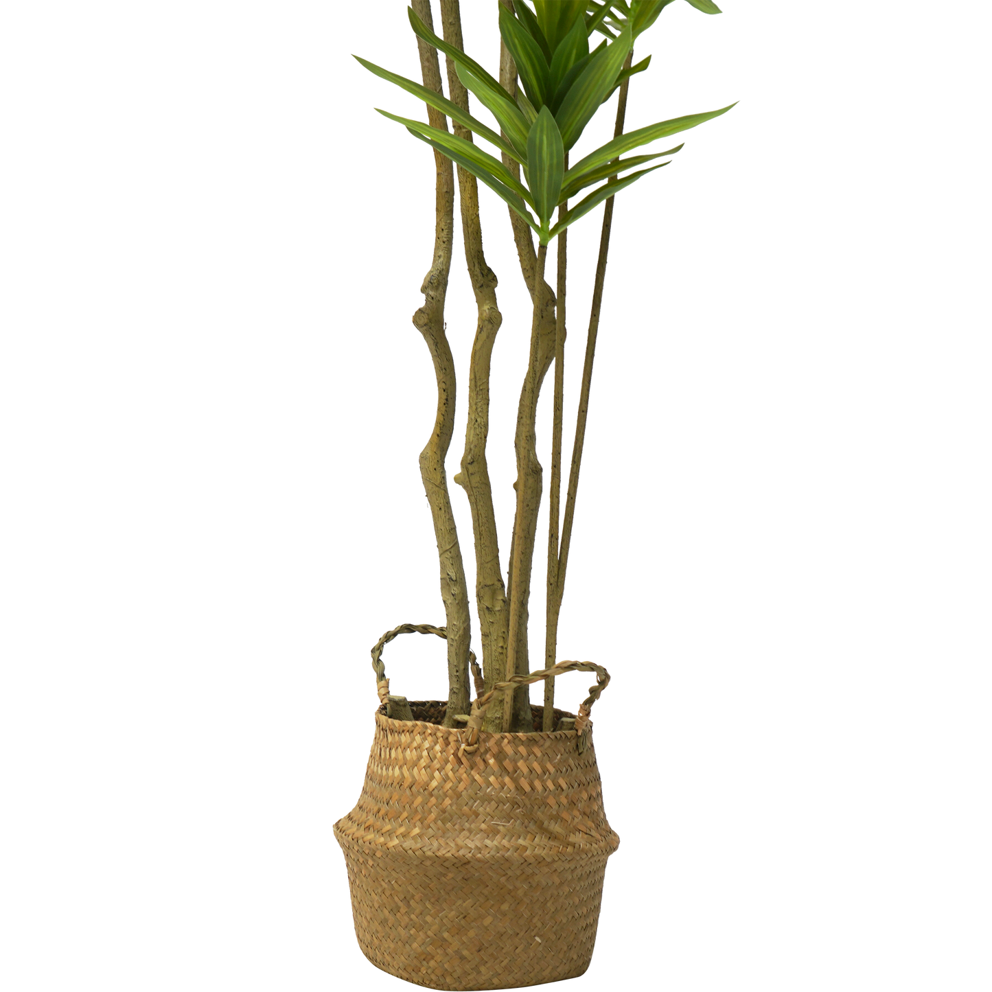 Faux Large Dracaena Tree