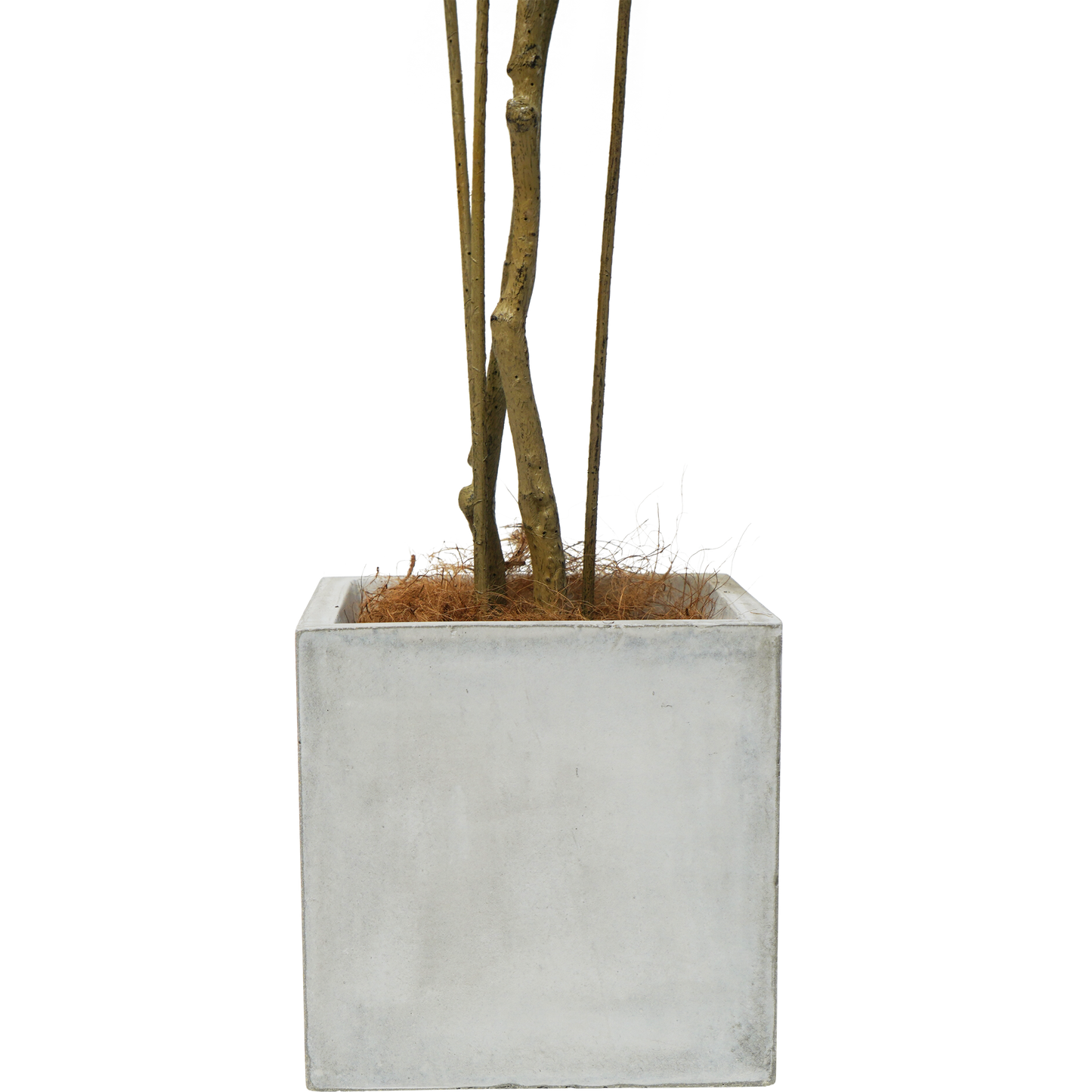 Faux Small Dracaena Tree